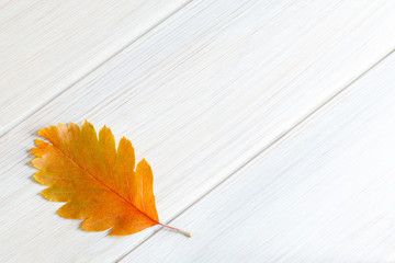 One yellowed leaf of a bush on a white wooden background. Minimalist autumn background for the seasonal design of postcards, posters, layouts. Copy space. Diagonal arrangement of boards.