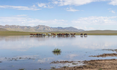 horses on water