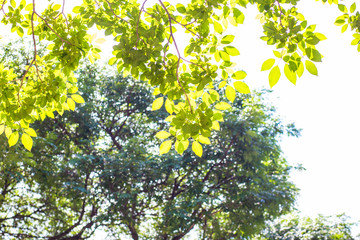 Fototapeta premium Green fioliage fresh tree leaf with sun light