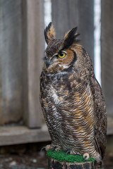 Injured bird in a rehabilitation center