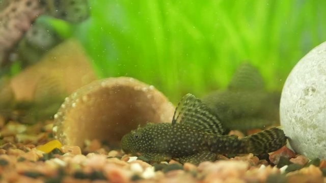 Ancistrus and Megalechis thoracata (black marble hoplo) swims in home aquarium on background of other fish and green plants