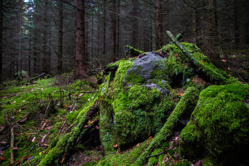 Moss on stones in the forest of Adrspach-Teplice Rocks