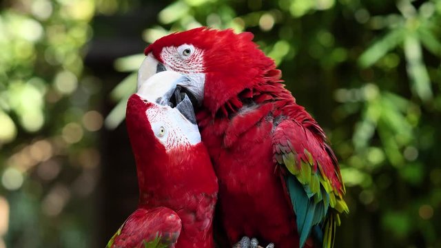 A pair of red and blue macaw parrots, kissing and cleaning feathers for each other, 4k footage, slow motion.