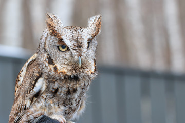 Injured bird in a rehabilitation center