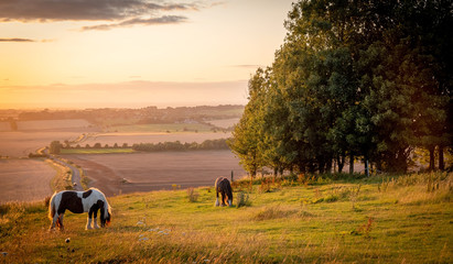 Horses pasturing in a rural landscape under warm sunlight with blue yellow and orange colors grazing grass trees and outstretched view in avesbury england