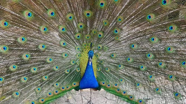 Beautiful male peacock display its tail for flirting female peacock.