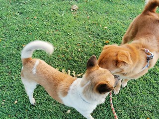 dog lying on the grass