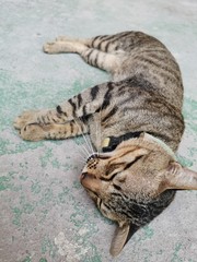 tiger in the zoo