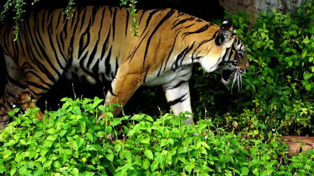 slow-motion of bengal tiger walking in the forest 