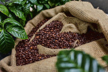 Open bag with coffee beans slices of green leaves. beautiful light, vigor of coffee beans, among...