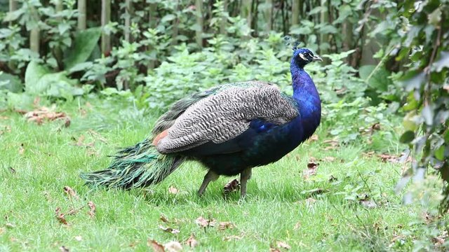 peacocks in the wild