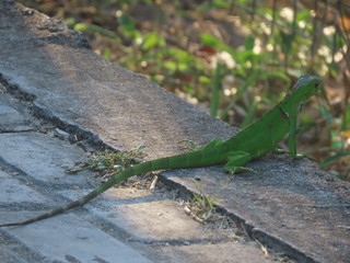 lizard on rock