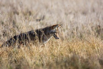 Yellowstone coyote in a field hunting mice