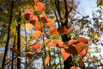 red autumn leaves