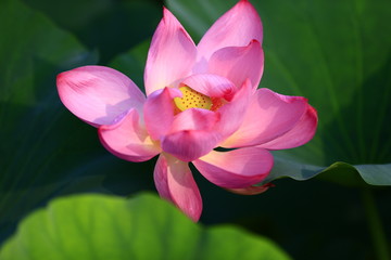 Blooming lotus flower, very beautiful