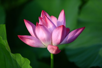 Obraz premium Blooming lotus flower, very beautiful