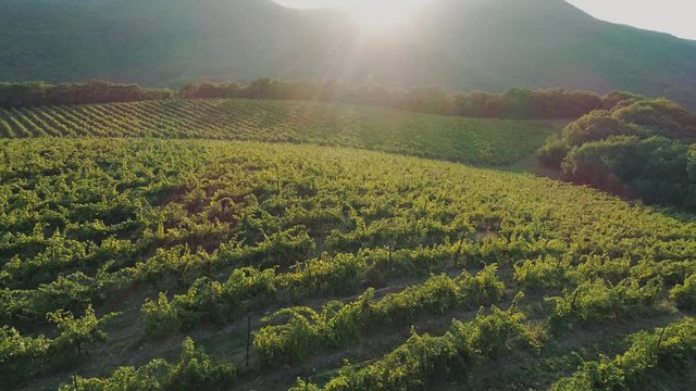 Top drone view of vineyards in mountains. aerial Look up shot