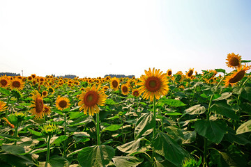 Sunflower grow in the wild