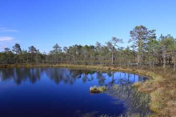 Nature of Baltic States, travel to Estonia, sunner and spring time.