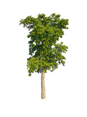 Big green tree on white background.