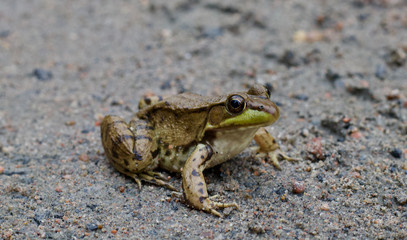 Close Up of a green and brown frog