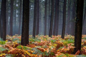 Autumn in the forest with ferns in orange and brown colors on a rainy and foggy day. picture taken nearby Gemmenich and Sippenaeken Belgium