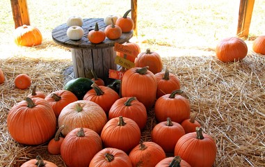 Pumpkin harvest display