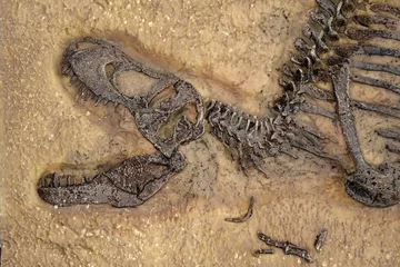 Fotobehang Dinosaurussen Tyrannosaurus rex fossil, Close up with selective focus. T.rex was one of the largest meat-eating dinosaurs that ever lived, the ultimate predator.  © Cheattha