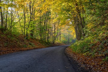 Fototapeta premium a curved gravel tree lined road shot in early morning with fall colors in the trees.