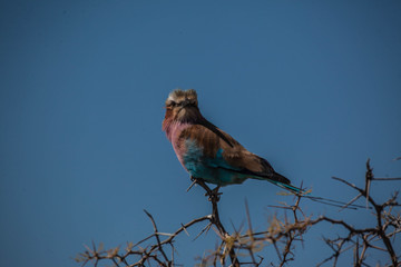 Desert Bird