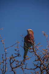 Desert Bird