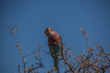 Desert Bird