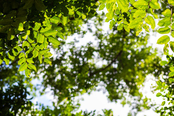 Obraz na płótnie Canvas Green fioliage fresh tree leaf with sun light