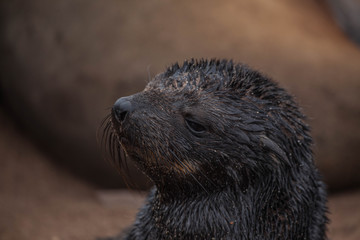 Baby Seal