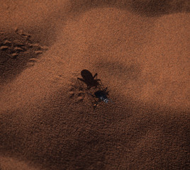 Desert Beetle Namibia