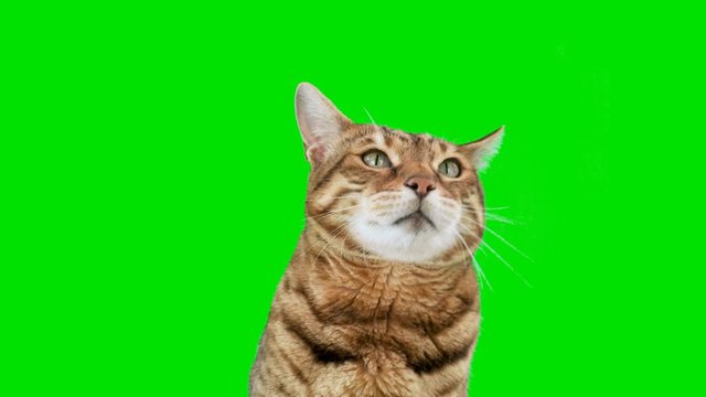 4K Bengal cat on green screen isolated with chroma key, real shot. Close-up portrait of angry cat hissing and raising up his paw