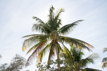 Fototapeta na wymiar Florida's Sanibel Island