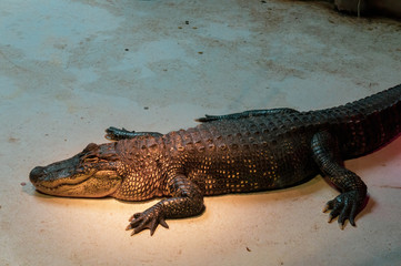 Alligator lying on the ground from side