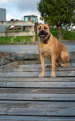 dog sitting on wooden steps