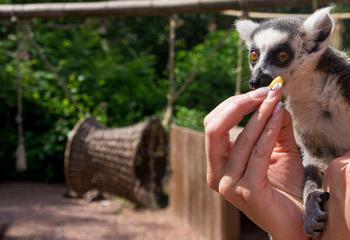 Obraz premium Wild lemur feeding by a woman hand
