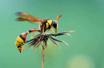yellow jacket
