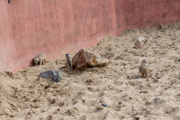 Several meerkats walking in sand