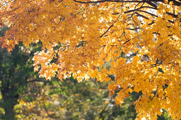 Orange tree in full autumn colors in the sun
