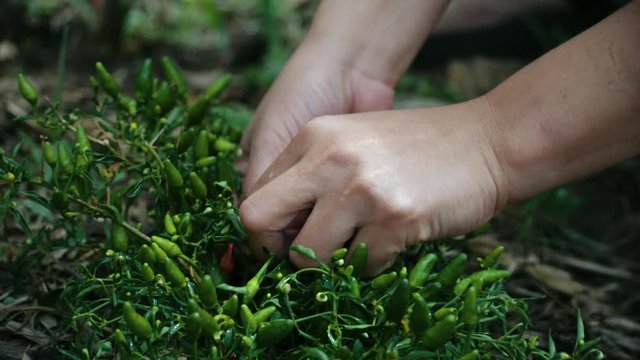 Close up picking organic chillies from the plant. Home gardening.