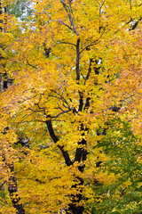 Yellow tree in autumn