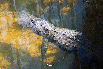 Everglades National Park - Loop Rh