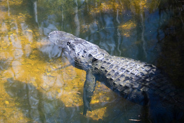 Everglades National Park - Loop Rh