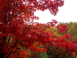 close view of maple tree in full autumn red color