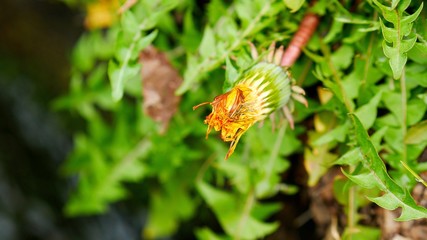 たんぽぽの蕾の芽吹き