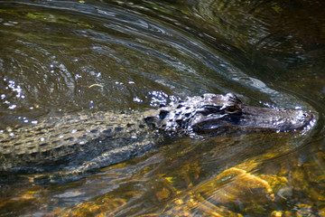 Everglades National Park - Loop Rh